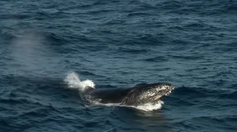 Whale breaching Aerial Stock Footage 54603640