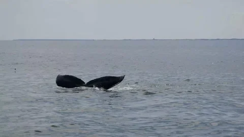 Whale Breaching the Surface in Crisp 4k Stock-Footage 163355682