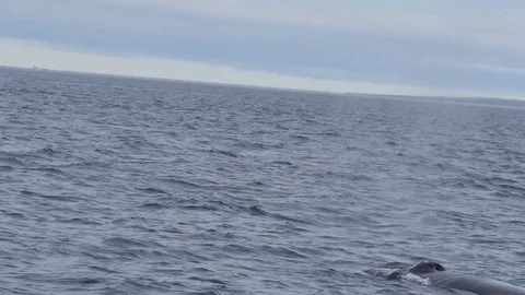 Whale breathing closeup Stock Footage 80164926