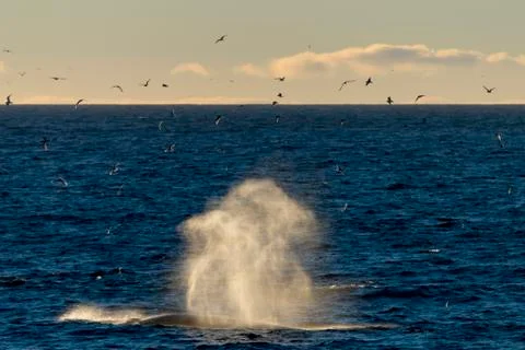 Whale breathing Stock Photos