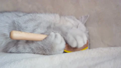 The whale is brushed with a brush for combing. Stock Footage 172550455