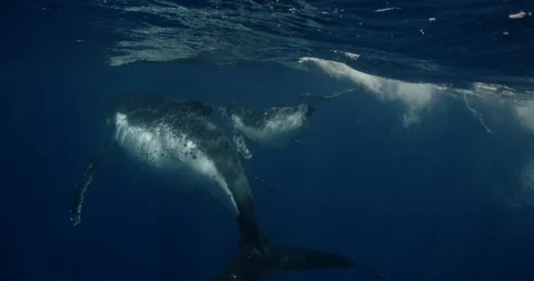 Whale calf Humpback swims with mom underwater in ocean. Megaptera Novaeangliae Video stock 117125953