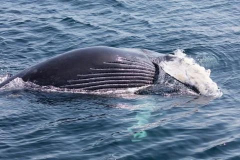 Whale, cape cod Foto stock