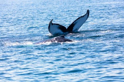 Whale, cape cod Stock Photos