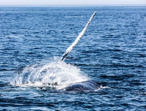 Whale, cape cod Stock Photos