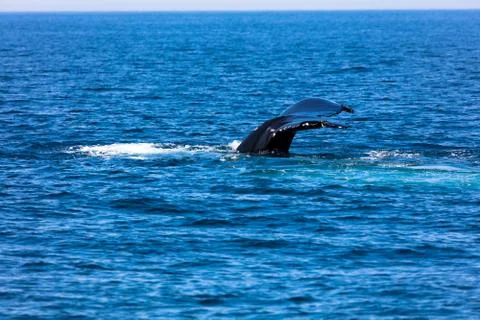 Whale, cape cod Foto stock