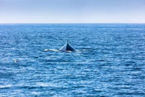 Whale, cape cod Stock-Fotos