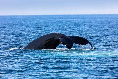 Whale, cape cod Stock Photos