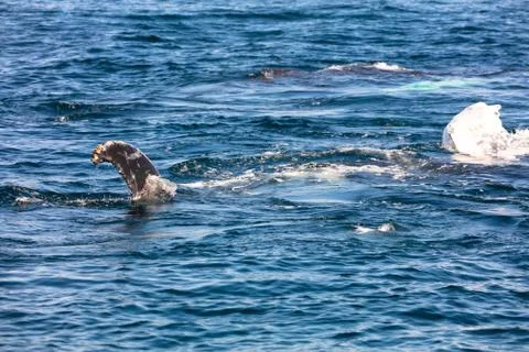 Whale, cape cod Stock Photos
