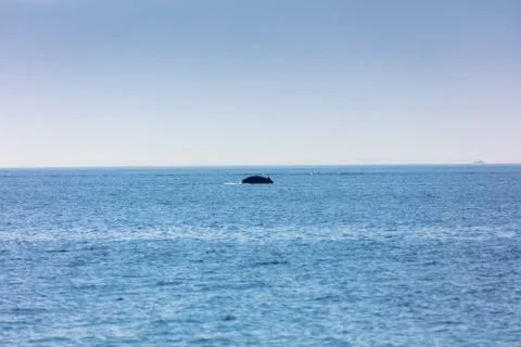 Whale, cape cod Stock-Fotos