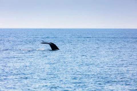 Whale, cape cod Stock Photos
