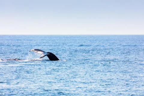 Whale, cape cod Foto stock