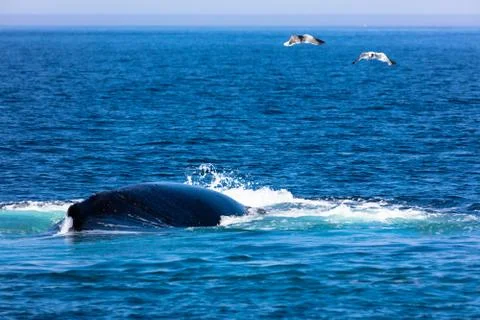 Whale, cape cod Stock Photos