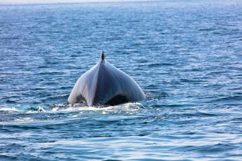 Whale, cape cod Stock Photos