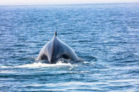 Whale, cape cod Stock Photos