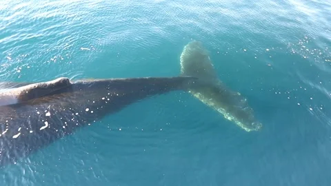 Whale close up in Antarctica Video stock 90314167