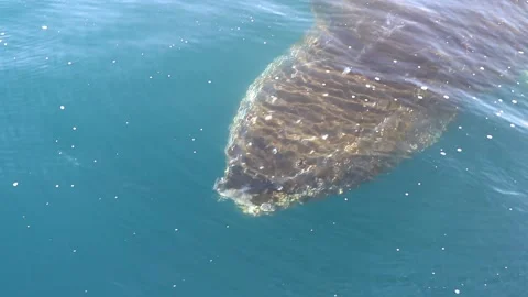 Whale close up in Antarctica Video stock 90314244