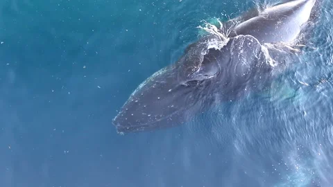 Whale close up in Antarctica Video stock 90314290