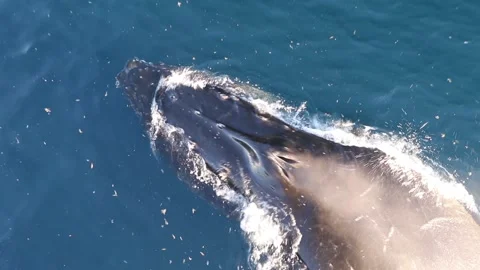 Whale close up in Antarctica Video stock 90314320