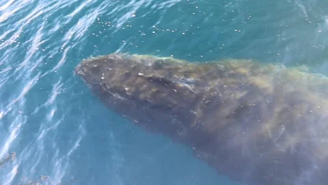 Whale close up in Antarctica Video stock 90314330
