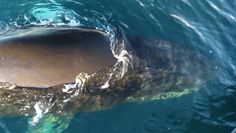 Whale close up in Antarctica Video stock 90314378
