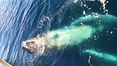 Whale close up in Antarctica Video stock 90314380