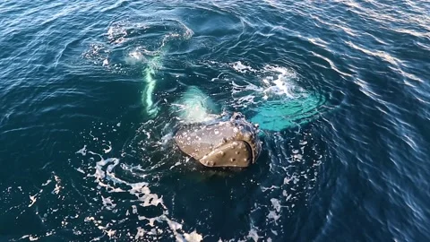 Whale close up in Antarctica Video stock 90314381