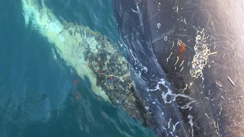 Whale close up in Antarctica Video stock 90314401