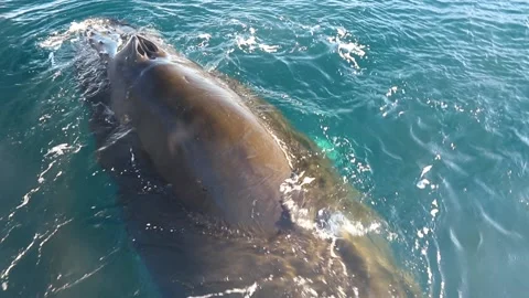 Whale close up in Antarctica Video stock 90314436