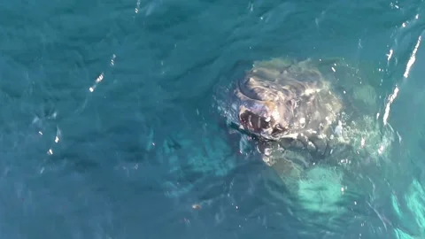 Whale close up in Antarctica Video stock 90314439