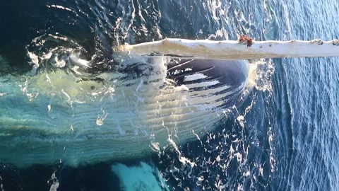 Whale close up in Antarctica Video stock 90314443