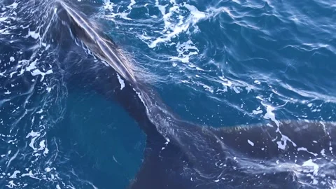 Whale close up in Antarctica Video stock 90314476