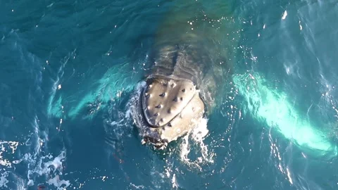 Whale close up in Antarctica Video stock 90314479