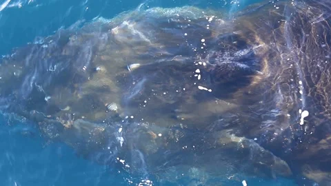 Whale close up in Antarctica 스톡 동영상 90314513