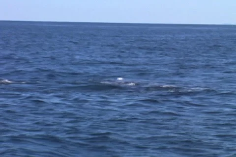 Whale Close Up 動画素材 6045353