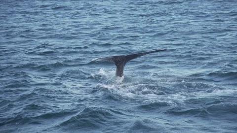 Whale Close Up of Tail Stock Footage 85858409