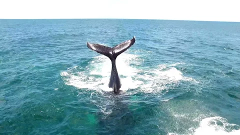 Whale coming out to splash water with its huge tail aerial drone Stock Footage 102670628