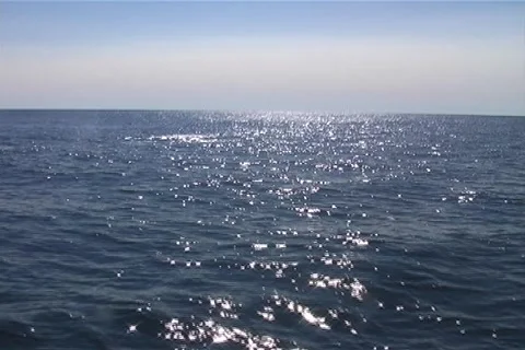 Whale Distant Clip 動画素材 6045440