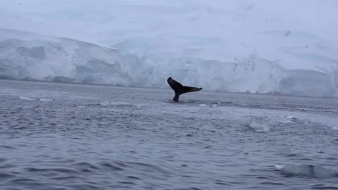Whale Diving into the Ocean During a Zodiac Cruise in Antarctica Stock Footage 339610985