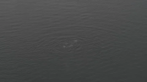 Whale diving underwater flipping Tail Slow Motion Drone Stock Footage 255143993