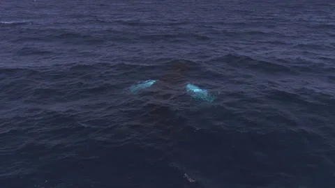 A whale emerges on the surface and returns underwater Stock Footage 139876701