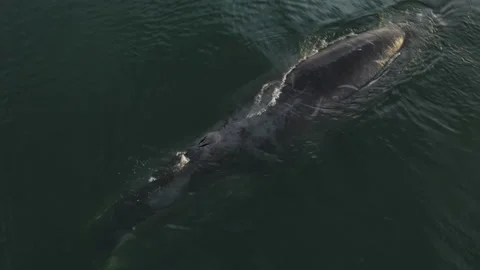A whale emerges from under the water in close-up. An adult whale swims under Stock Footage 221170948