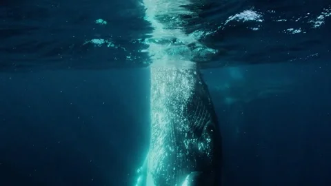 Whale emerging from ocean surface Stock-Footage 324805019