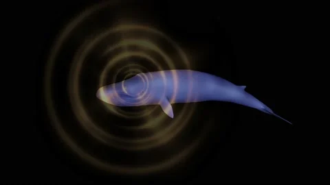 Whale emitting sonar , echolocation signals . 3d animation render Stock Footage 182382517