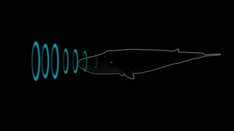 Whale emitting sonar , echolocation signals . 3d animation render Video stock 182382519