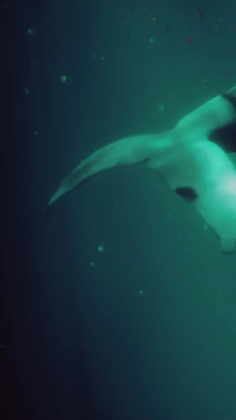 Whale fin glides softly through water in deep ocean scene Stock Footage 340873654