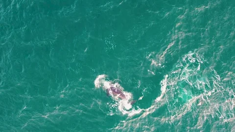 Whale fleeing from the seagulls. 動画素材 262481653