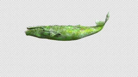 Whale flower Anim Loop Vidéo 235655651