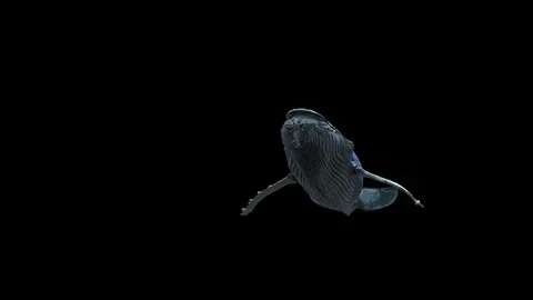 Whale 库存影片 100840564