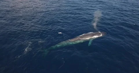 Whale Video stock 172159315